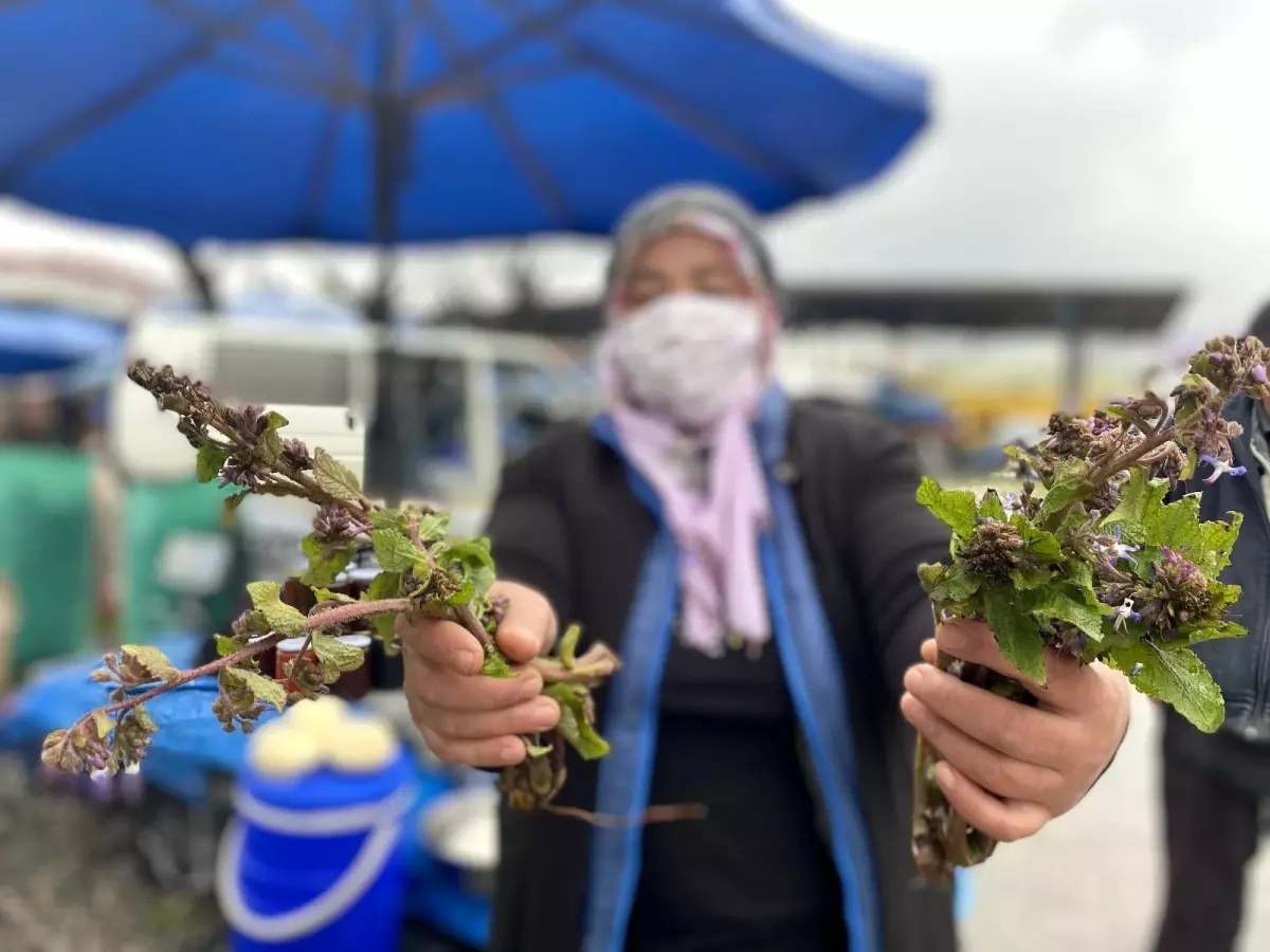 "Şifa dağıtan" kaldirik otu tezgahta yerini aldı