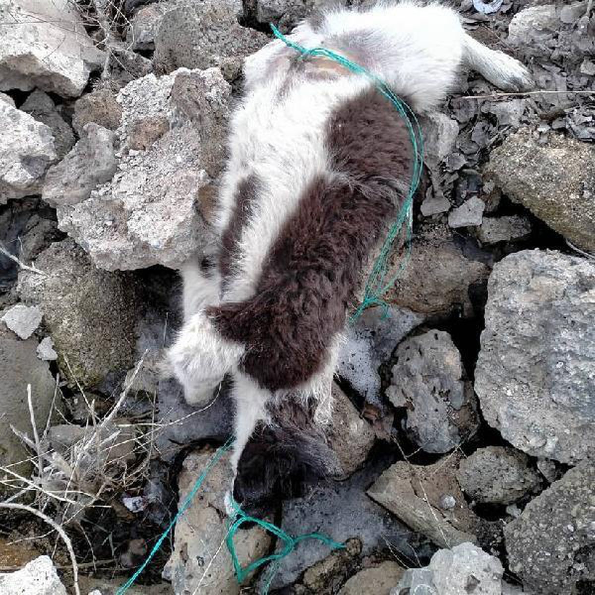 Van Çaldıran\'da metruk binada çok sayıda köpek ölüsü bulundu