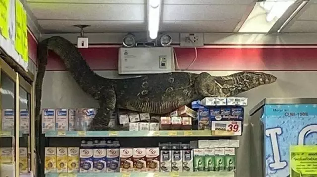 Dev kertenkele girdiği markette paniğe neden oldu Dev kertenkele girdiği markette paniğe neden oldu