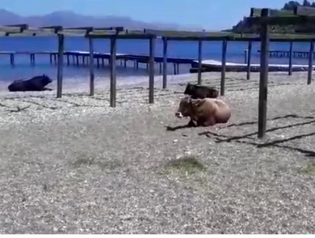 Gören dönüp bir daha baktı...Plajın tadını bu sefer inekler çıkardı
