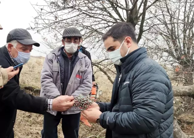 İlçeye katma değer, 24 bin yabani menengiç ağacında Antep fıstığı yetişecek