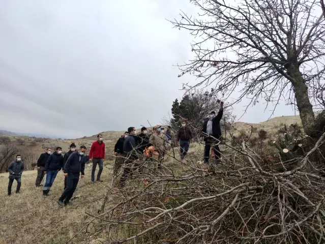 İlçeye katma değer, 24 bin yabani menengiç ağacında Antep fıstığı yetişecek