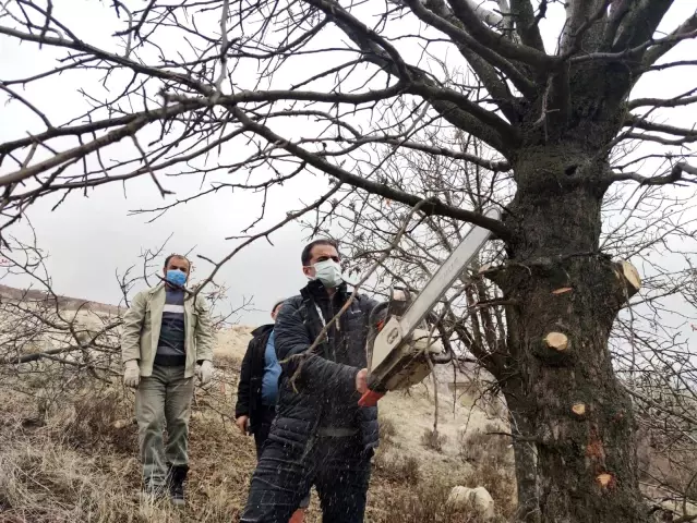 İlçeye katma değer, 24 bin yabani menengiç ağacında Antep fıstığı yetişecek