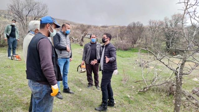 İlçeye katma değer, 24 bin yabani menengiç ağacında Antep fıstığı yetişecek