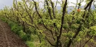 Ödemiş'te erken çiçek açan eriği don vurdu