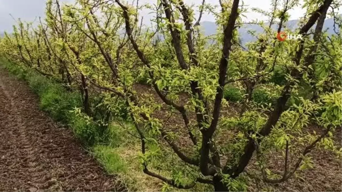 Ödemiş\'te erken çiçek açan eriği don vurdu