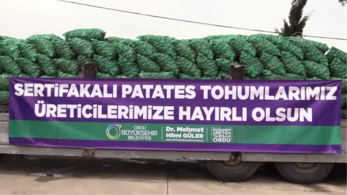 Ordu\'da 100 ton tohumluk patates dağıtılacak