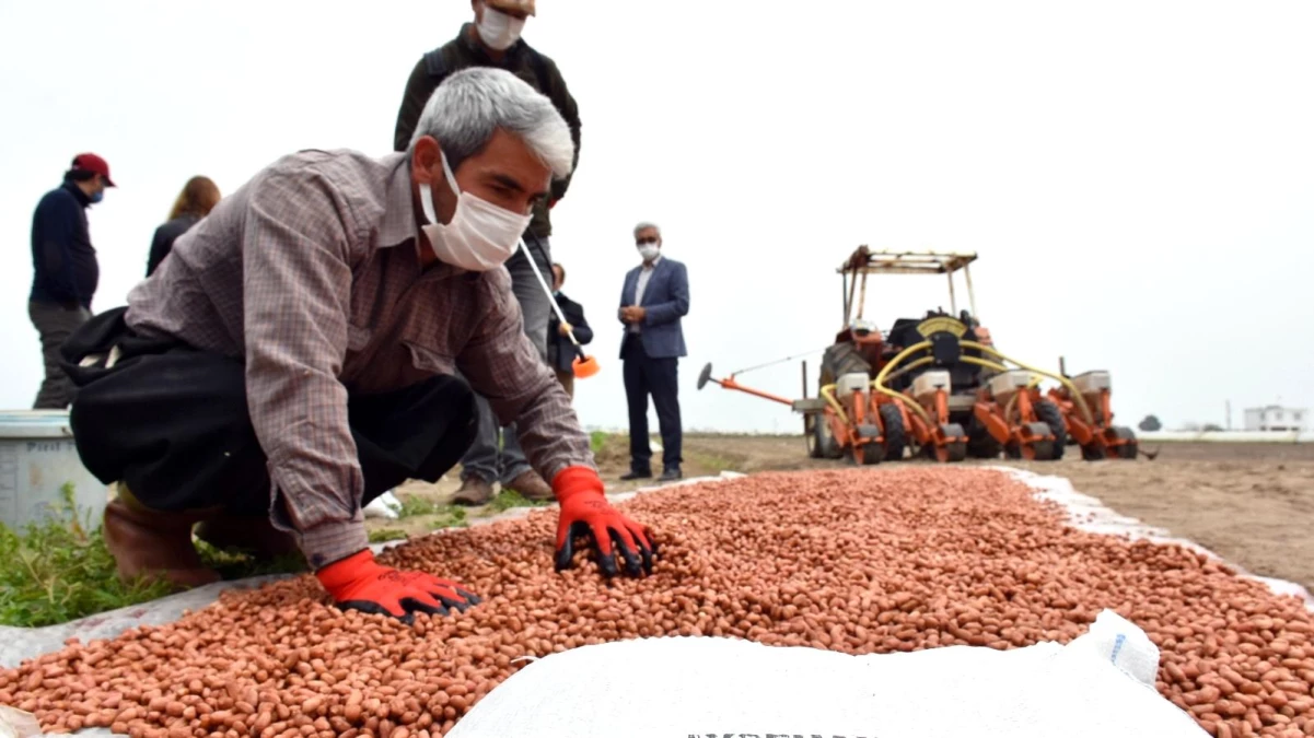 Tarsus\'ta yerli tohum üretimi yaygınlaştırılıyor