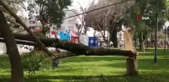 Turgutlu'da fırtına ağaçları devirdi