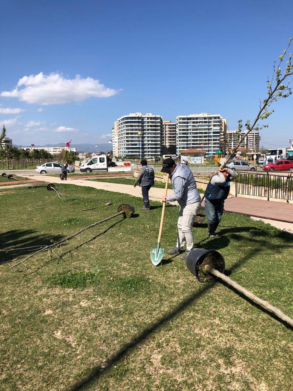 Büyükşehir\'den Çınar Seferberliği