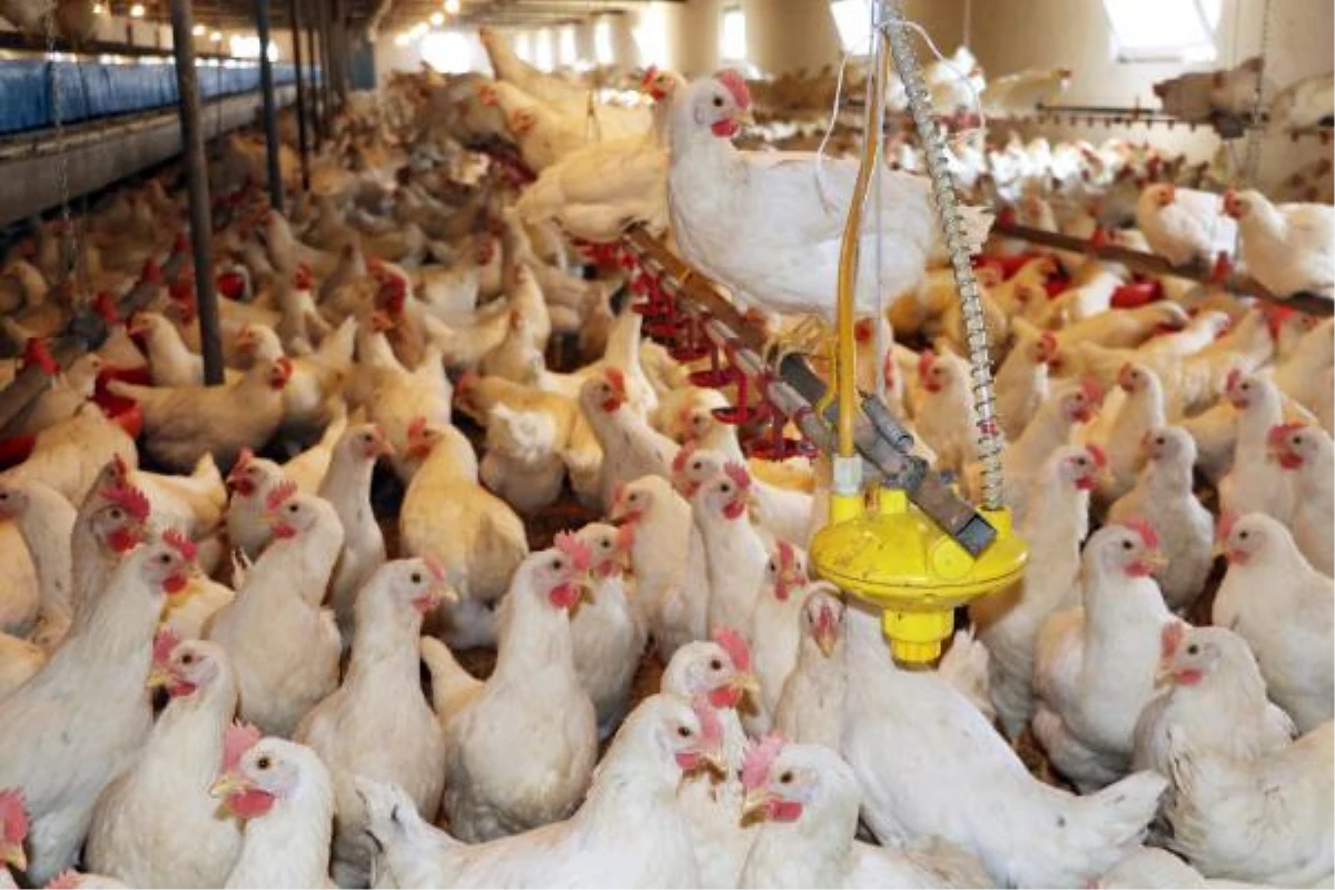 Şarkıcı Coşkun Sabah, milyonluk yatırım yapıp tavuk çiftliği kurdu