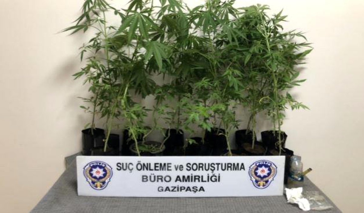 Gazipaşa\'da polisten Hint keneviri operasyonu