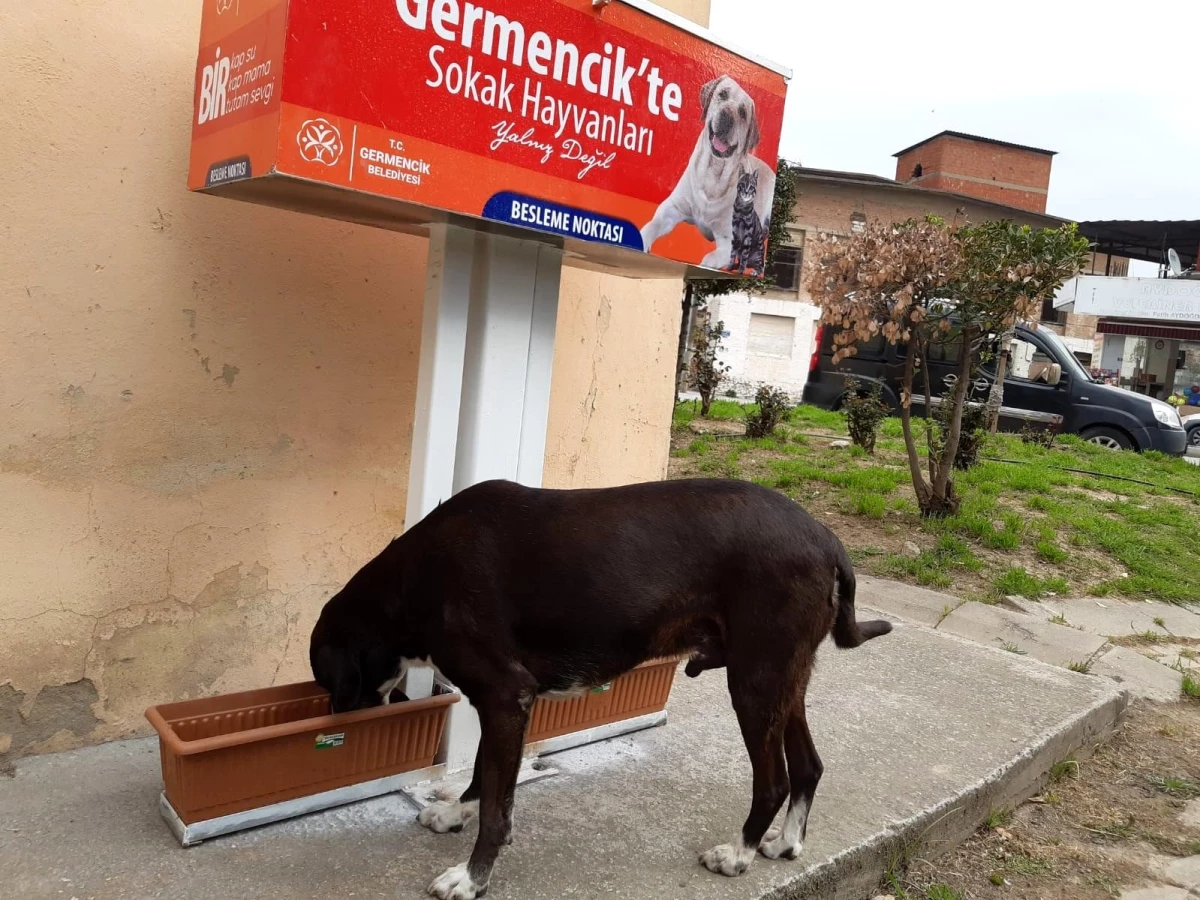 Germencik Belediyesi sokak hayvanları için beslenme noktaları kuruldu