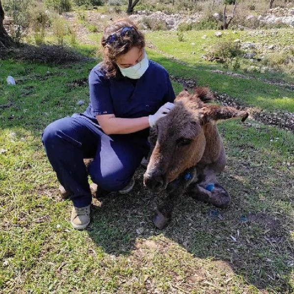 İZMİR HAYVANSEVERLER ORMANA TERK EDİLEN EŞEĞİN HAYATA TUTUNMASINI SAĞLADI