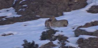 Kurdun dağ keçisi avı görüntülendi