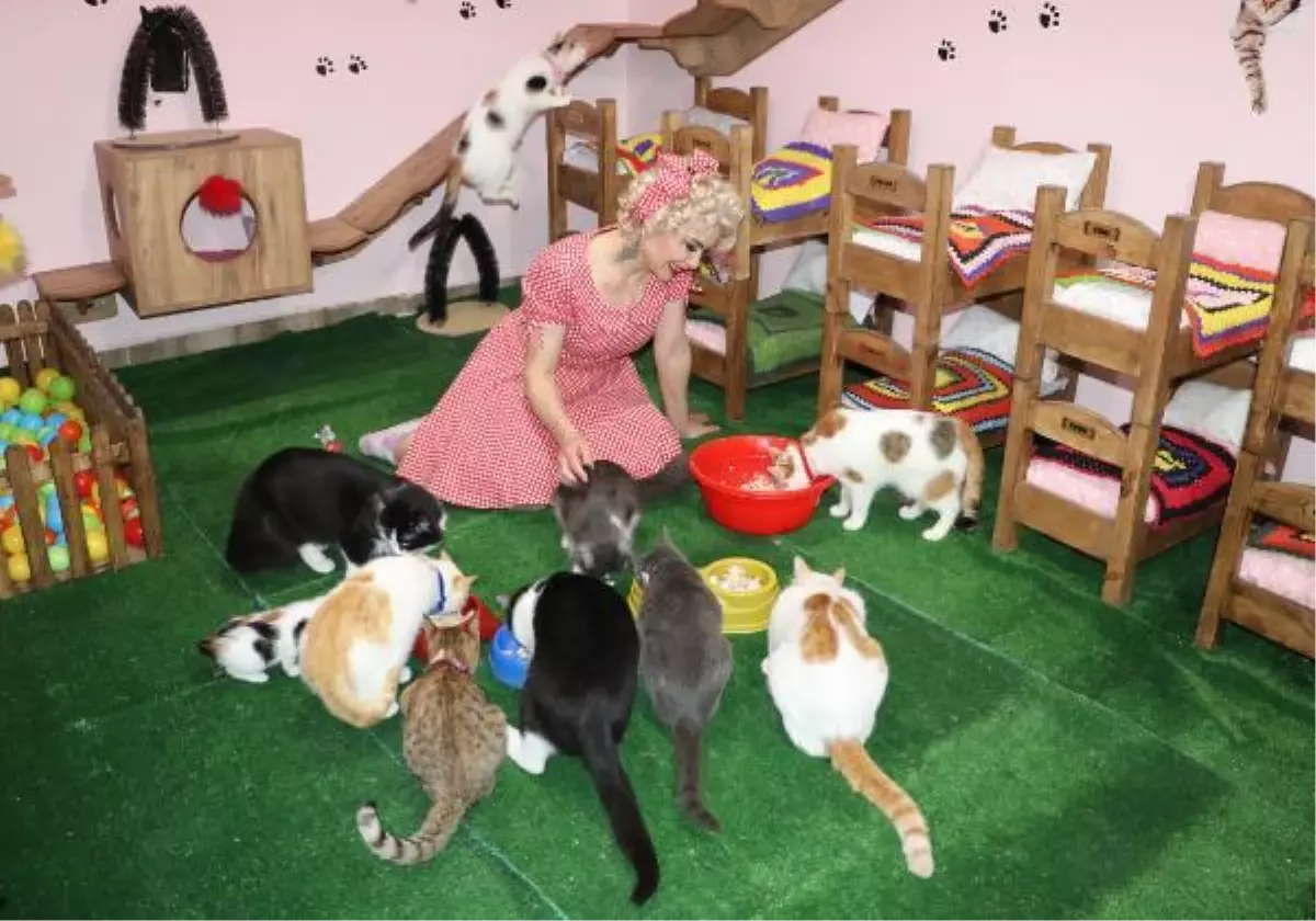 Son dakika haberi... MARDİNLİ MARİLYN MONROE, KEDİ SIĞINMA EVİ KURDU