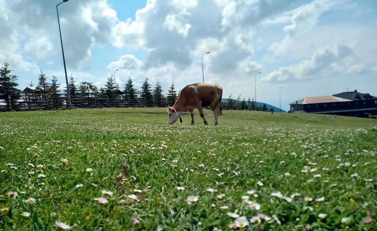 Samsun\'da süt sığırcılığı geliştirilecek