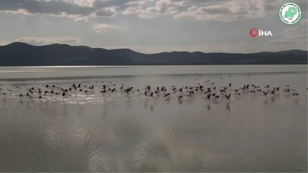 Son dakika haber: Yarışlı Gölü\'nde flamingoların gökyüzü dansı