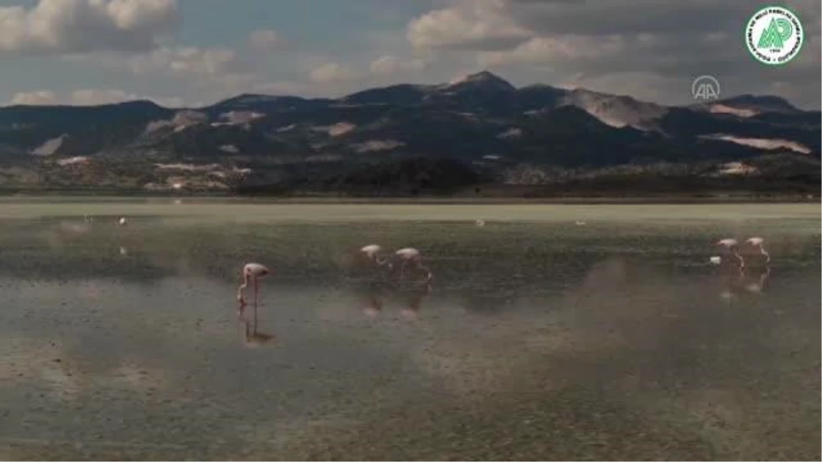 Yarışlı Gölü\'ndeki flamingolar drone ile görüntülendi
