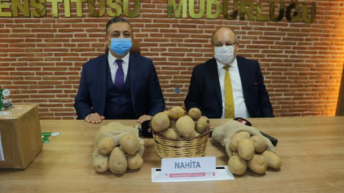 Yerli ve milli patates Avrupa yolunda