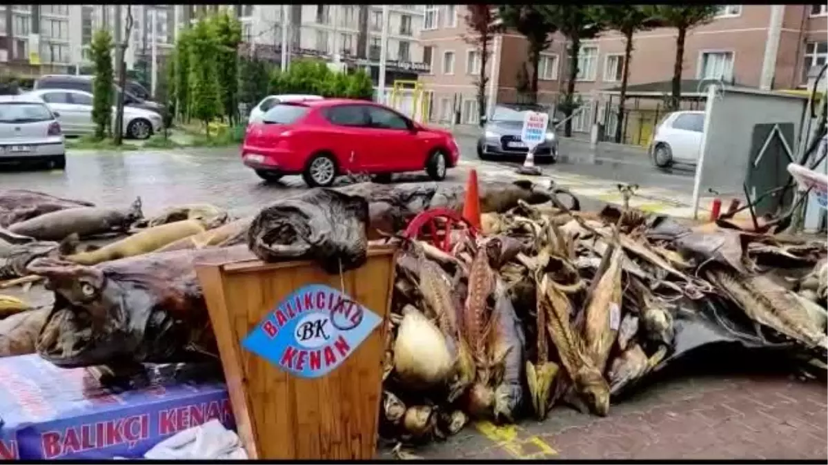 Yıkımı yapılan deniz canlıları müzesindeki mumyalanmış balıklar açık alanda kaldı