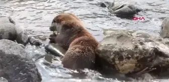 Son dakika haber | Su samurunun derede balık avı kamerada