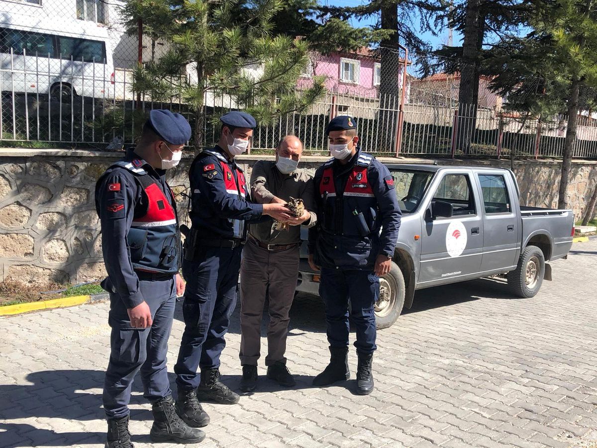 Jandarmanın yaralı halde bulduğu \'Kulaklı Orman Baykuşu\' koruma altına alındı