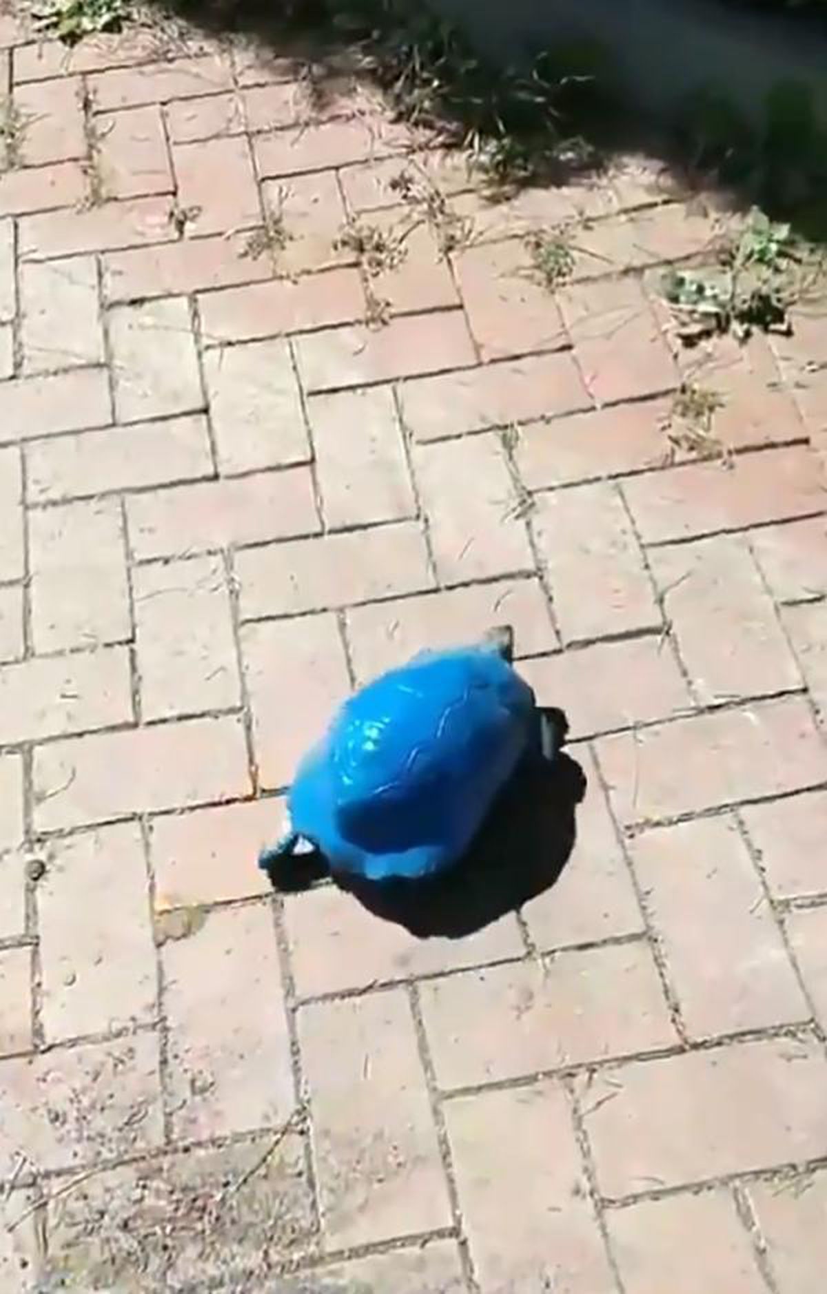 Kaplumbağayı maviye boyadılar