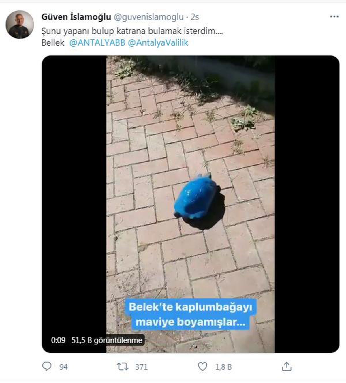 Kaplumbağayı maviye boyadılar (2)