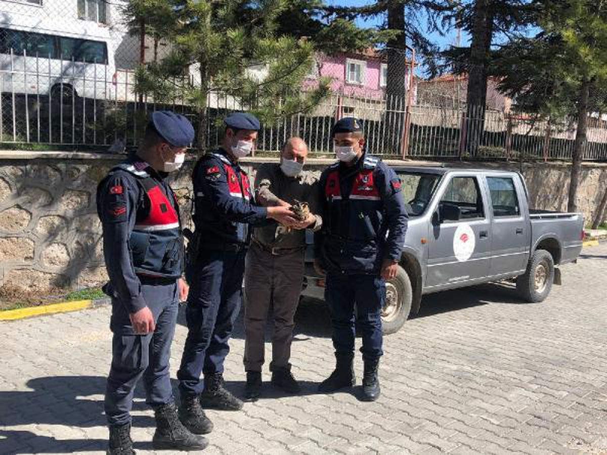 Kartal saldırısında yaralanan baykuş tedaviye alındı