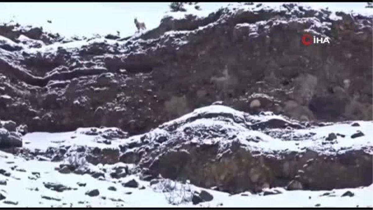 Kurdun dağ keçisi avı kameraya yansıdı
