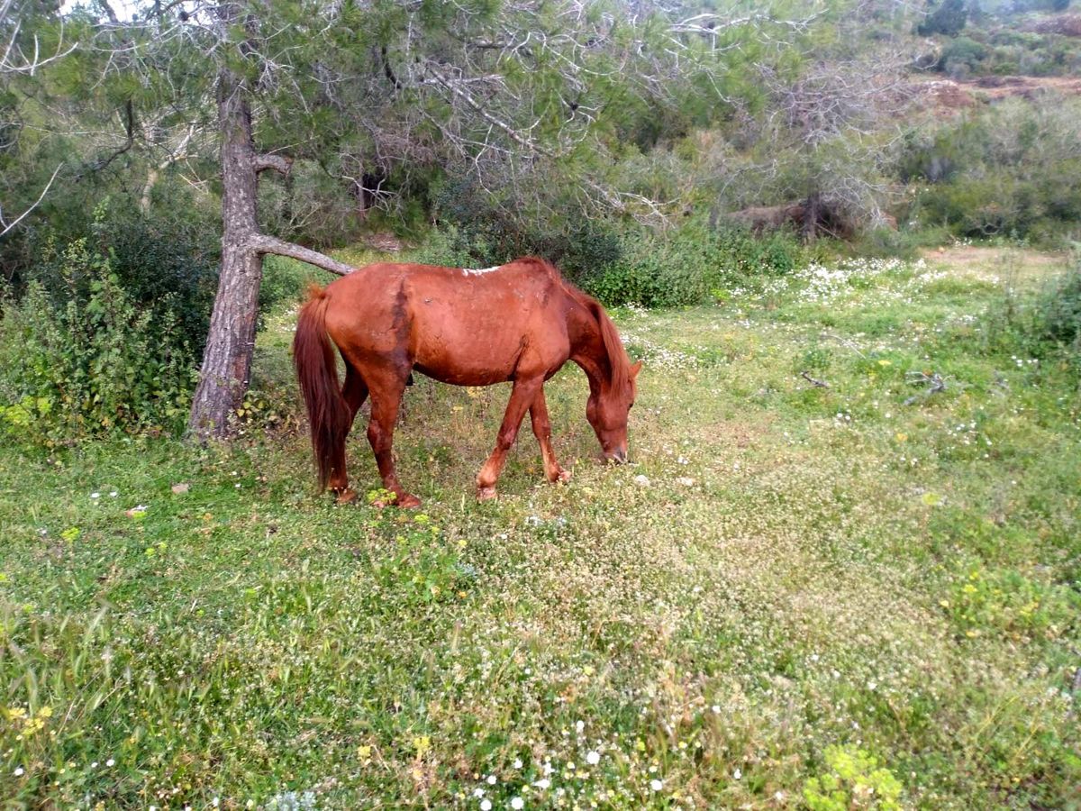 Marmaris\'te yaralı atın tedavisi tamamlandı