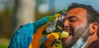 Papağanlarını ağzıyla besliyor
