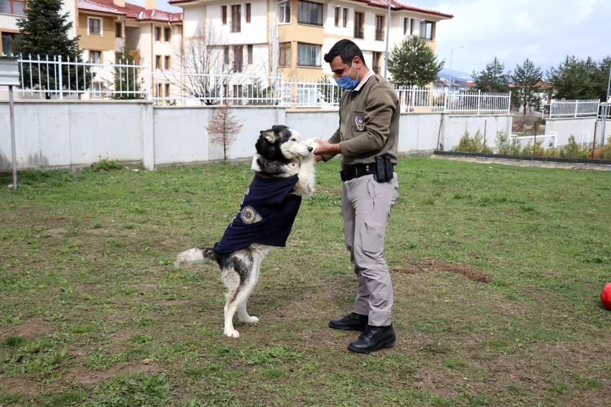 Son dakika haberi... Polisler ölmek üzereyken buldukları köpeği sağlığına kavuşturdu