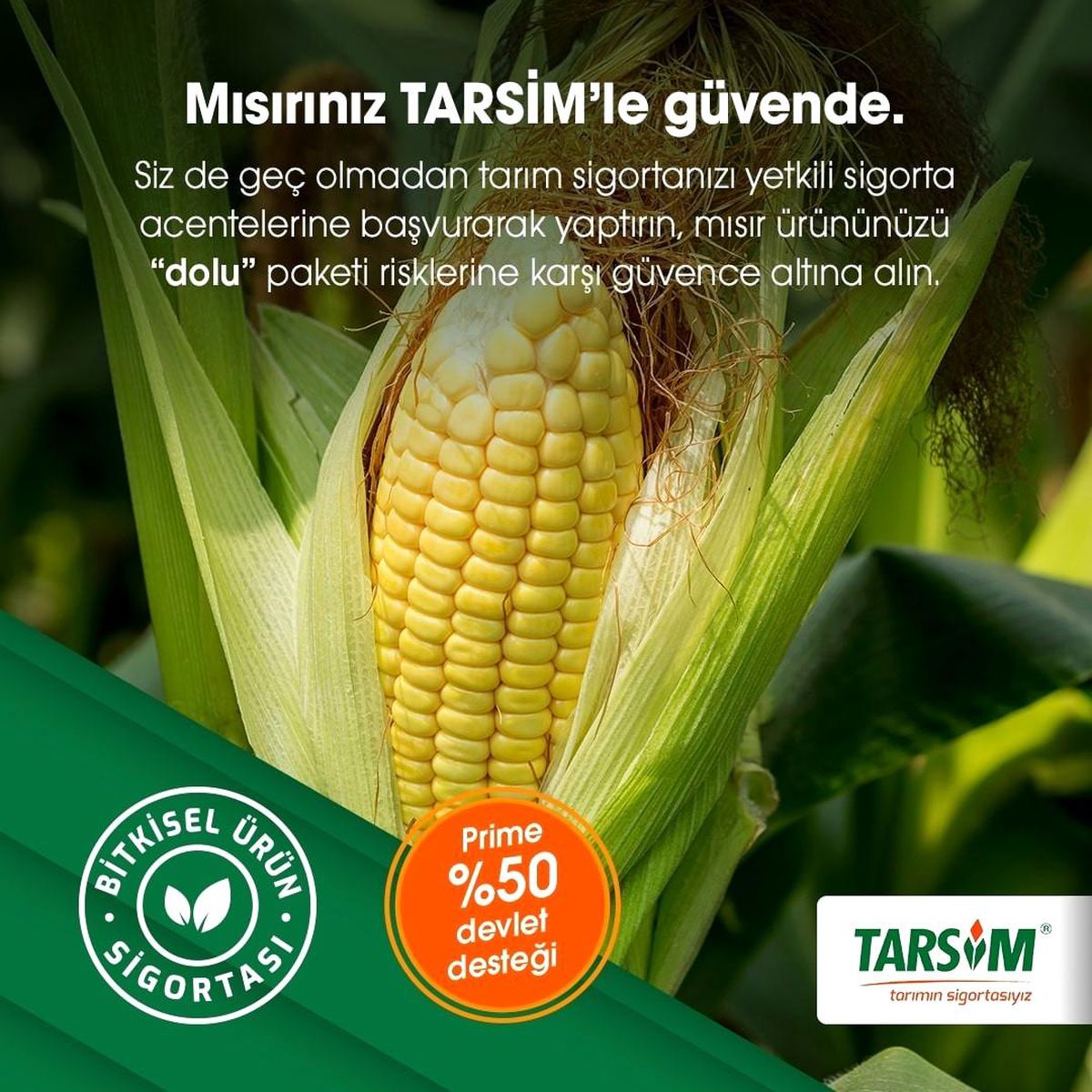 TARSİM: "Mısır ürününüz güvende"