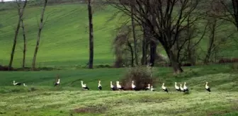 Tekirdağ'a göç eden leylekler, soğuktan etkilendi