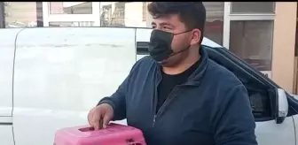 Yaralı kedi ve köpek tedavi için İstanbul'a gönderildi
