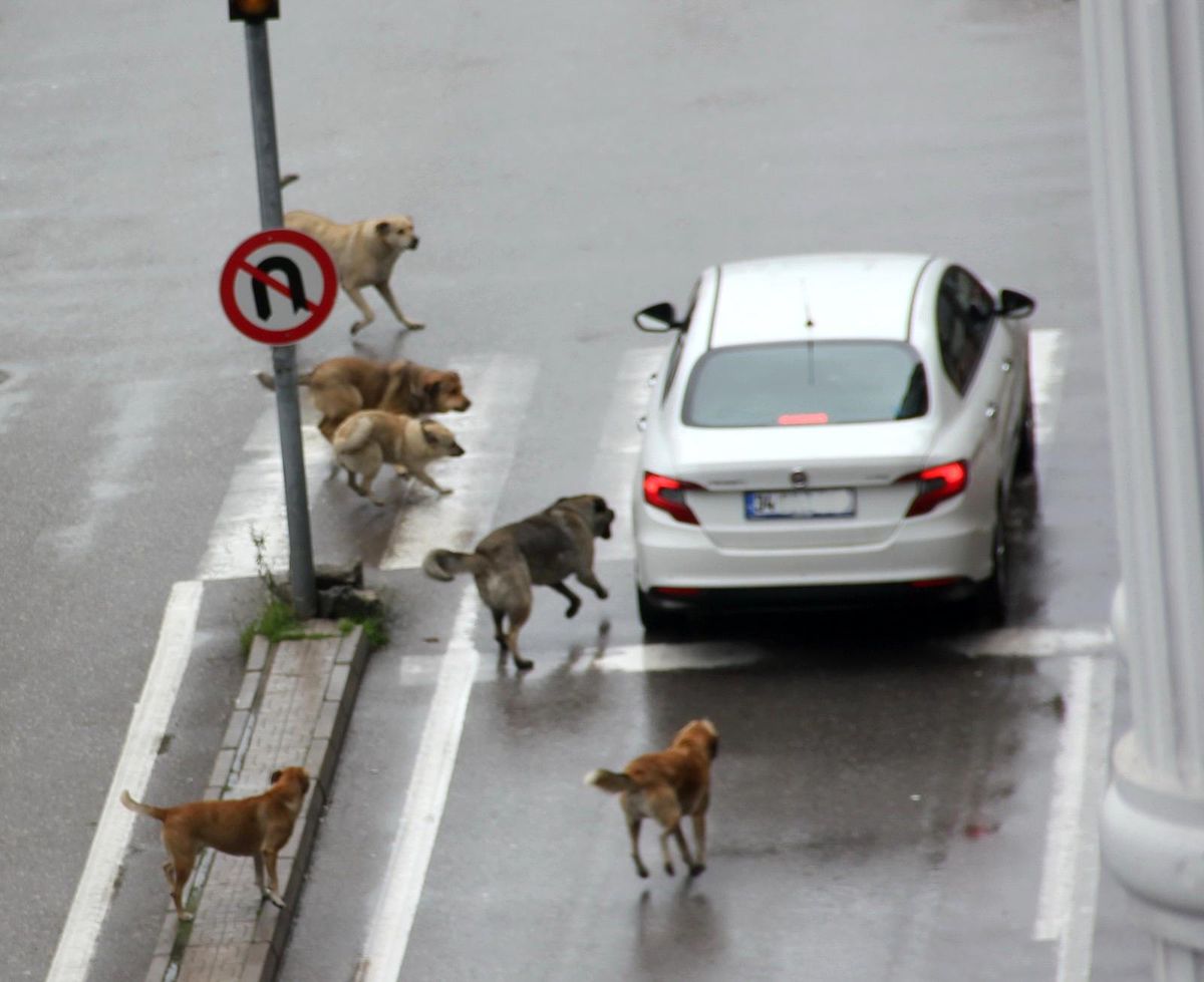 Başıboş köpekler yoldan geçen araçlara saldırdı