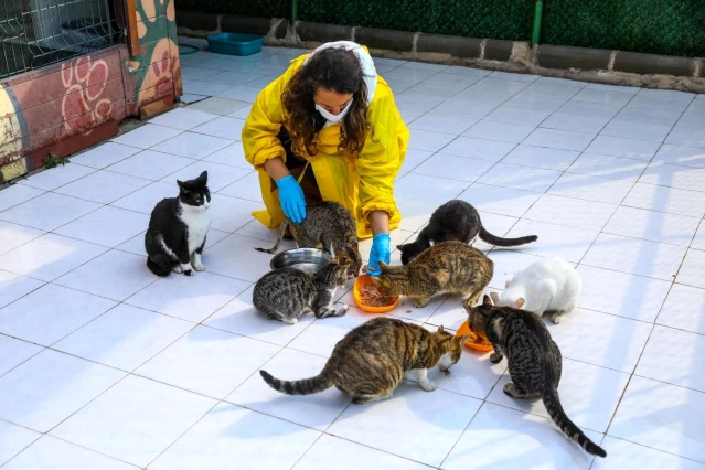 Buca'da engelli kedilere 5 yıldızlı hizmet