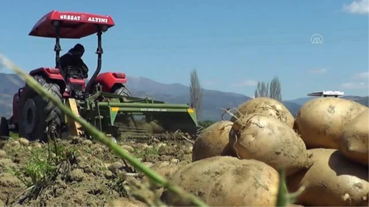 Son dakika! Cumhurbaşkanı Erdoğan\'ın müjdesi Ödemişli patates üreticilerini mutlu etti