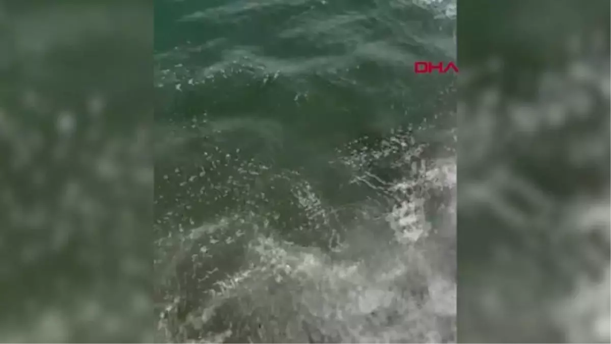 Kıbrıs akasyası, deniz yüzeyinde sarı tabaka oluşturdu