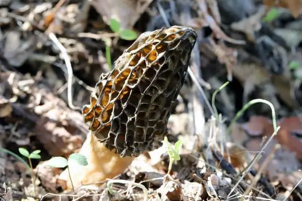 Kuzug�be�i mantar� vatanda��n ge�im kayna�� oldu! Kurusunun kilosu bin liradan sat�l�yor