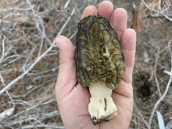 Kuzug�be�i mantar� vatanda��n ge�im kayna�� oldu! Kurusunun kilosu bin liradan sat�l�yor