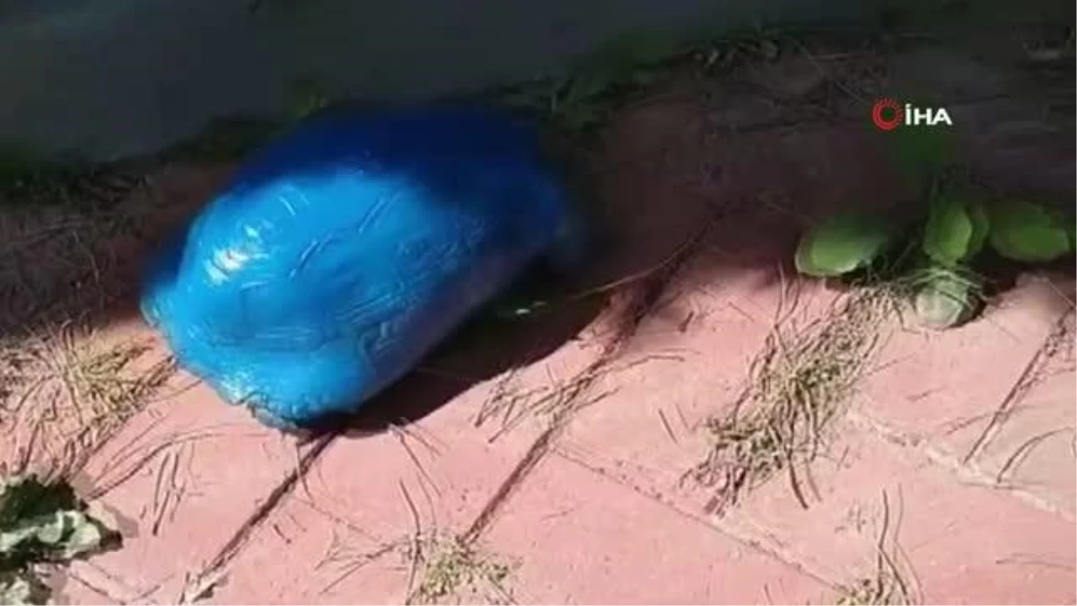 Maviye boyanan kara kaplumbağasıyla ilgili soruşturma başlatıldı