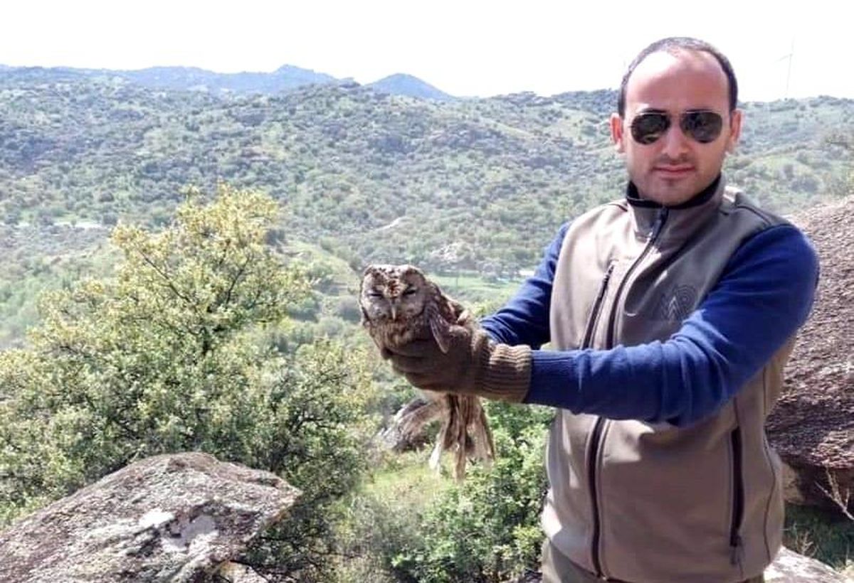 Yaralı halde devlete sığınan baykuş tedavisinin ardından doğaya salındı