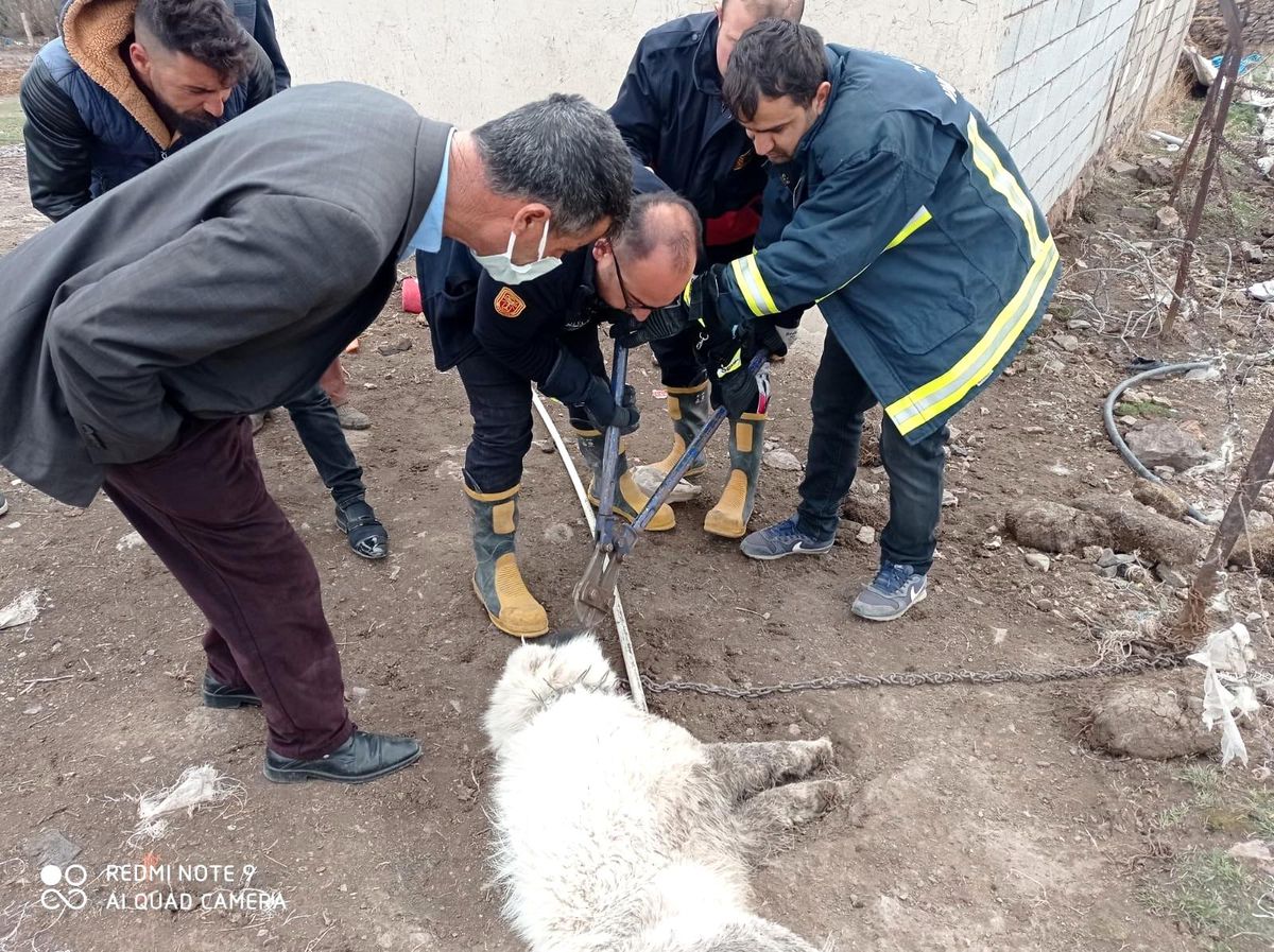 Ağzına demir saplanan köpeği itfaiye ekipleri kurtardı