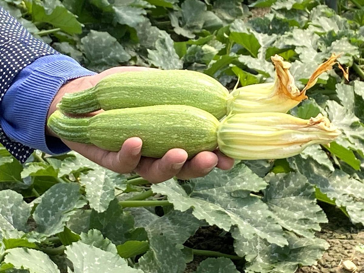 Avrupa\'nın mini kabağı Aksu\'dan gidiyor