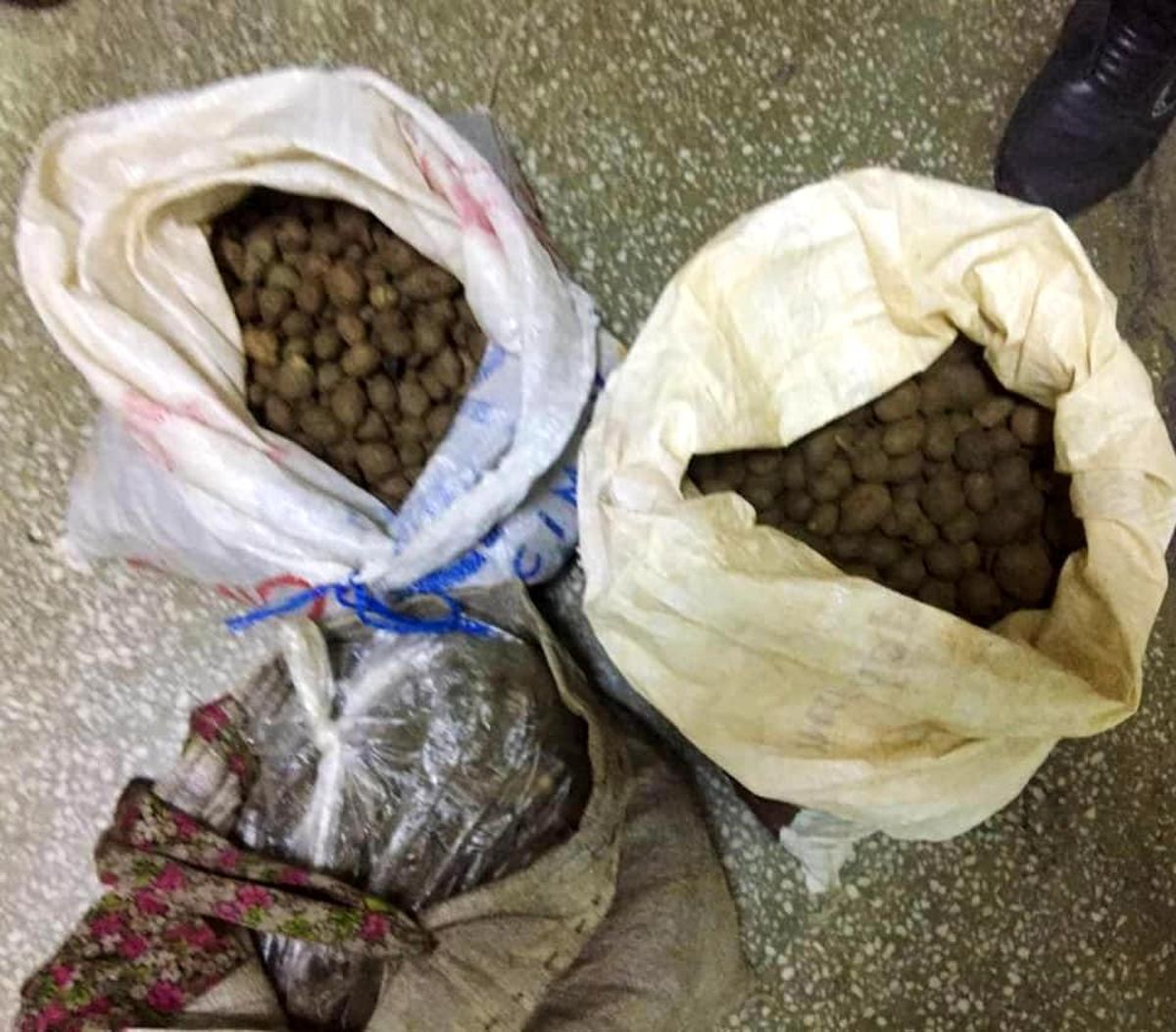 Aydın\'da 30 kilogram orkide yumrusu ele geçirildi