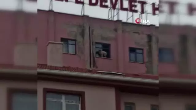 Binanın 9'uncu katındaki köpeğe seslenen vatandaş: Ne derdin var intihar etme