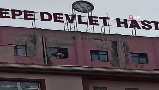 Binanın 9'uncu katındaki köpeğe seslenen vatandaş: Ne derdin var intihar etme